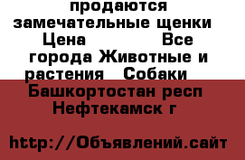 продаются замечательные щенки › Цена ­ 10 000 - Все города Животные и растения » Собаки   . Башкортостан респ.,Нефтекамск г.